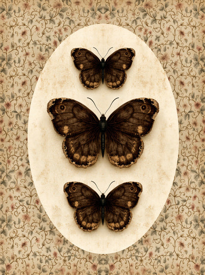 Butterfly Specimen Wall Art Decor - Wall Art Decor - front view