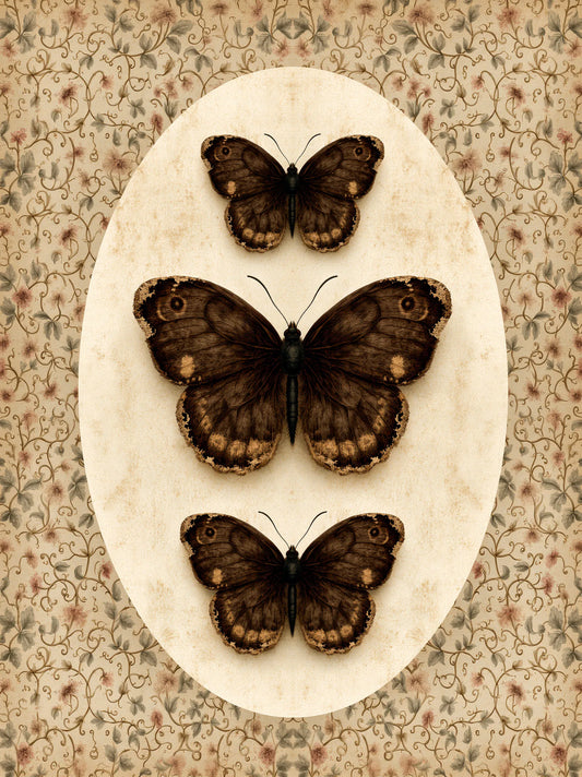 Butterfly Specimen Wall Art Decor - Wall Art Decor - front view